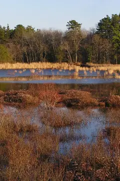 Double Trouble State Park, New Jersey